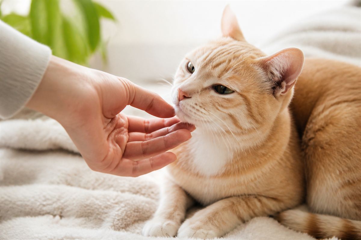 Eine Hand berührt behutsam eine Katze als Zeichen von Vertrauen und Hilfe